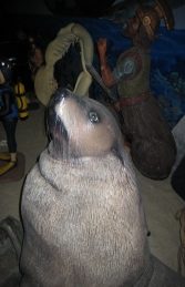 Male Fur Seal (JR 100093) - Thumbnail 02