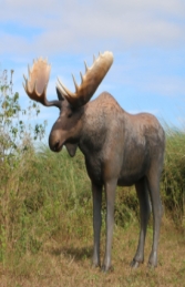 Moose life-size (JR 170211) - Thumbnail 01