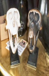 Macaque Skull on Base (JR 160178) - Thumbnail 02