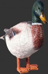 Duck - Mallard Male (JR 110021)