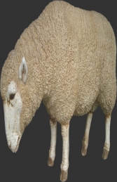 Merino Sheep Head Down (JR 020409) - Thumbnail 01