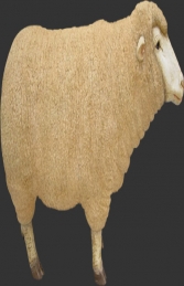 Merino Sheep Head Up (JR 080069)