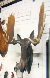 Moose Head (JR 180023) - Thumbnail 03