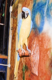 Parrot - Blue/Yellow (JR 170015by) - Thumbnail 03