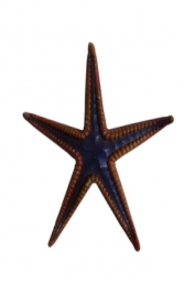 Royal Starfish (JR R-203) - Thumbnail 01