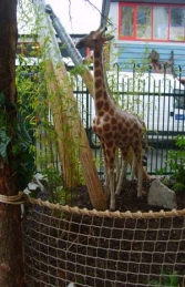 Giraffe Baby 6ft (JR 2234) - Thumbnail 02