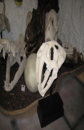 Saber Toothed Tiger Skull on base (JR 100501RS) - Thumbnail 03