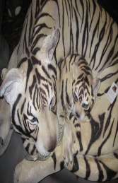 Bengal Tigress with Cub - Siberian White (JR 120011w) - Thumbnail 03
