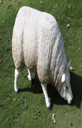 Texelaar Sheep Head Down (JR 100021w)    - Thumbnail 02