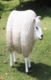 Texelaar Sheep Head Up (JR 100022w)    - Thumbnail 01