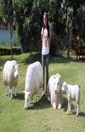 Texelaar Sheep Flock (JR Flock)