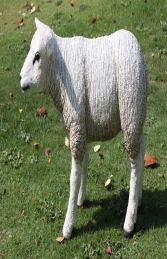 Texelaar Lamb (JR 100024w)    - Thumbnail 01