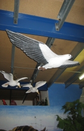 White Breasted Sea Eagle - Flying (JR 090018)	 - Thumbnail 02