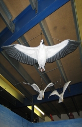 White Breasted Sea Eagle - Flying (JR 090018)	 - Thumbnail 01