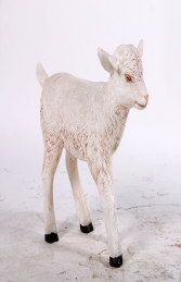 Goat - Kid (JR 130014)