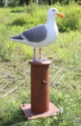 Seagull on Mooring Bollard (JR 130088) - Thumbnail 01
