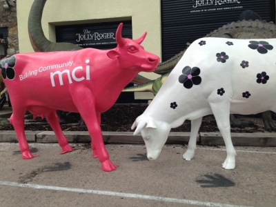 MCI Cows 