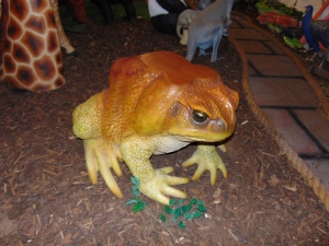 Cane Toad Table (JR 160254)