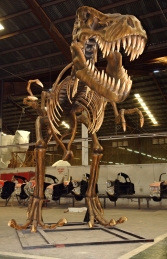 T Rex Skeleton (JR 2602) - Thumbnail 01