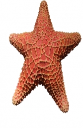Cushion Starfish (JR R-205) - Thumbnail 01