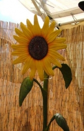 Sunflower 7ft (JR 1804)    - Thumbnail 02