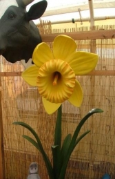 Daffodil 5ft (JR 2140)    - Thumbnail 02