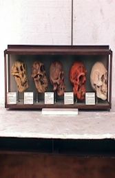 Evolution of Man- cased skulls (JR 1667) - Thumbnail 01