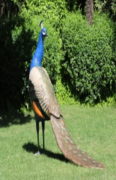 Peacock (JR 110074) - Thumbnail 02
