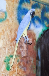 Parrot - Blue/Yellow (JR 170015by) - Thumbnail 02