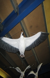 White Breasted Sea Eagle - Flying (JR 090018)	 - Thumbnail 03