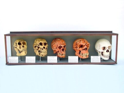 EVOLUTION OF MAN CASED - JR 1667