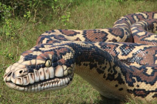 CARPET PYTHON - GELCOAT JR 190157GC - Image 5
