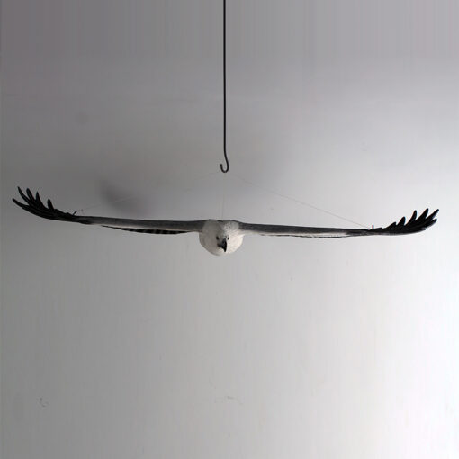 EAGLE WHITE BREASTED SEA FLYING JR 090018