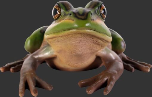 GREEN AND GOLDEN BELL FROG 100003 - Image 2