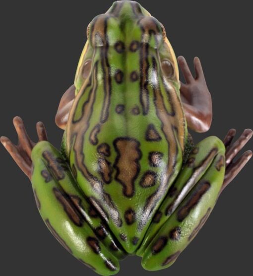 GREEN AND GOLDEN BELL FROG 100003 - Image 5