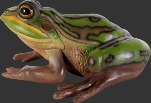 GREEN AND GOLDEN BELL FROG 100003 - Image 4