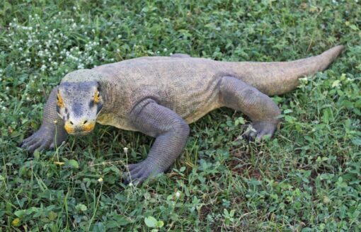 KOMODO DRAGON SMALL JR 120001