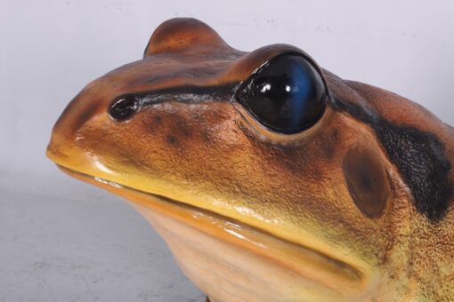 GREAT BARRED FROG 130060 - Image 8