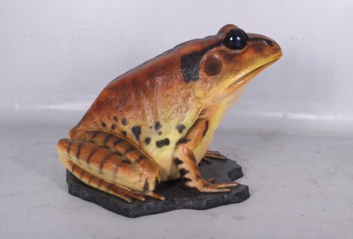 GREAT BARRED FROG 130060 - Image 4