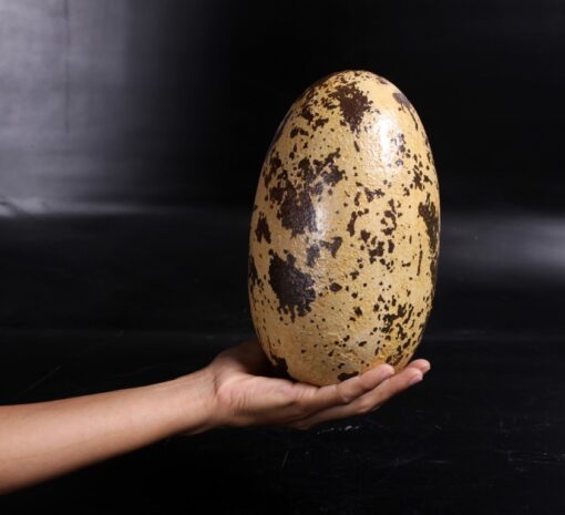 THEROPOD EGG 9 INCH JR 140030