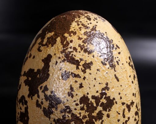 THEROPOD EGG 9 INCH JR 140030 - Image 4