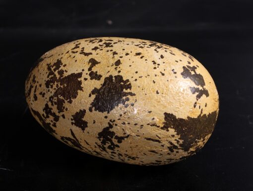 THEROPOD EGG 9 INCH JR 140030 - Image 3