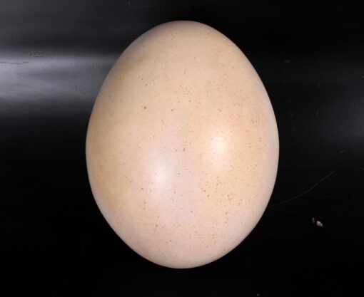 SAUROPOD EGG 9 INCH  JR 140032 - Image 5