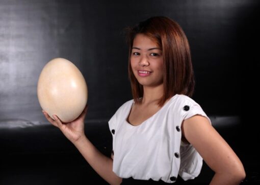 SAUROPOD EGG 9 INCH  JR 140032