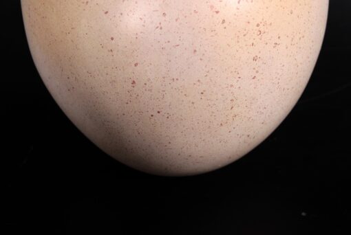 SAUROPOD EGG 9 INCH  JR 140032 - Image 4