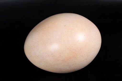 SAUROPOD EGG 9 INCH  JR 140032 - Image 2