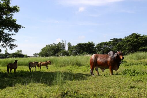 BRAHMAN BULL JR 140101 - Image 7