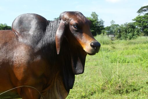 BRAHMAN BULL JR 140101 - Image 6