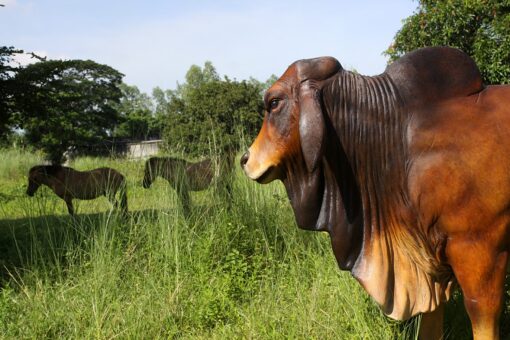 BRAHMAN BULL JR 140101 - Image 4