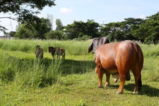 BRAHMAN BULL JR 140101 - Image 3